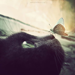 awesome-picz:   Animals With Butterflies