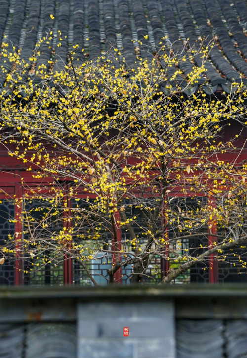 wintersweets in chinese garden by 云溪AN and 秋嫣旅行