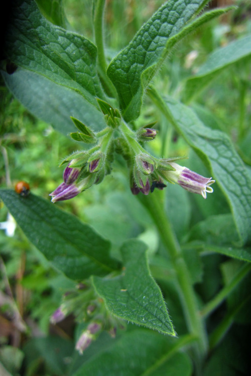 May 2016 - Comfrey is bloomingEveryone’s favorite hepatotoxic herb! The herbal propaganda on this pl