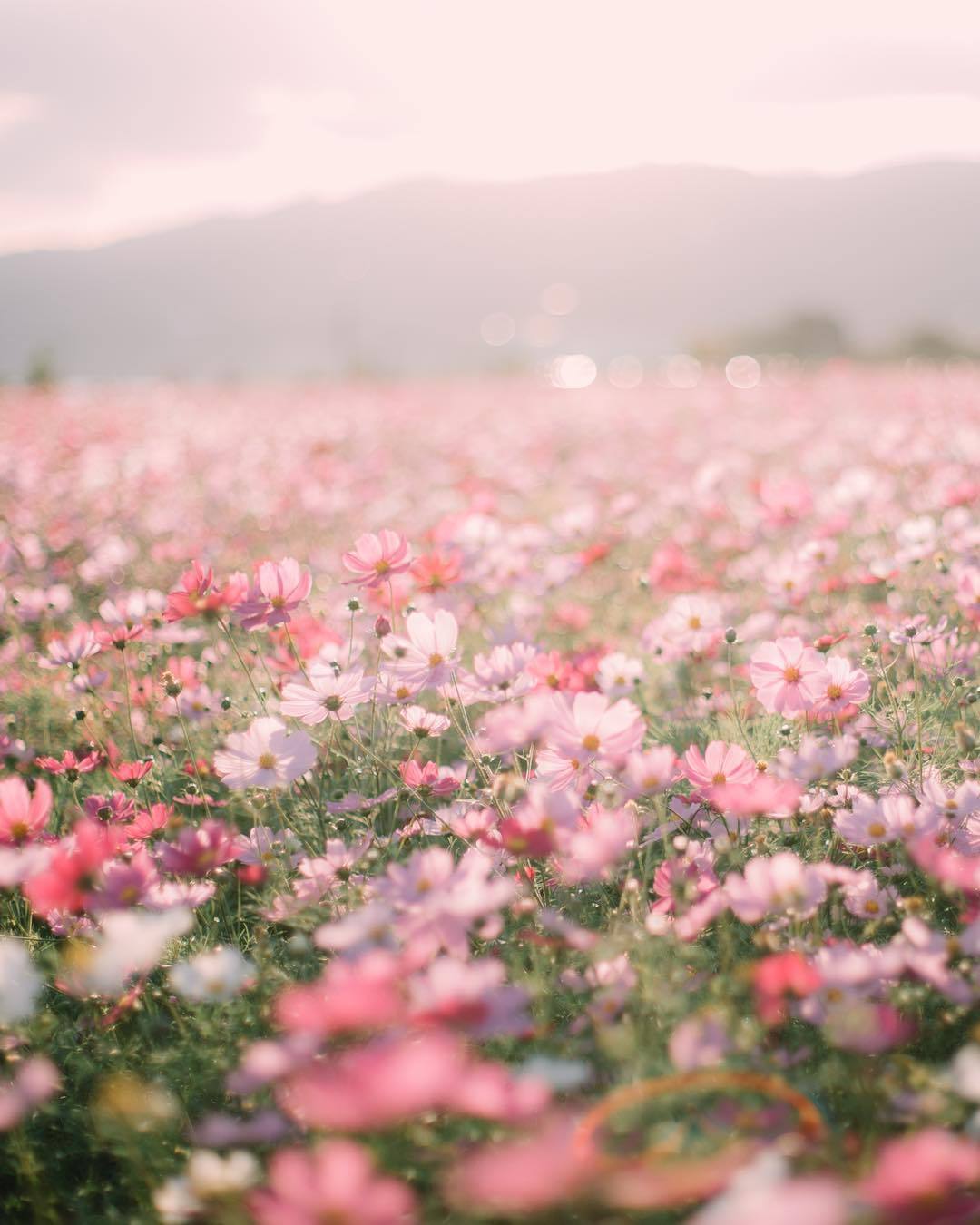 floralls:by _peppermint.b