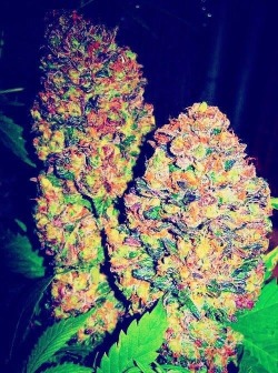 Fruity pebbles