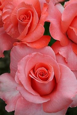 shadelovingflowers:  I’d rather have #roses