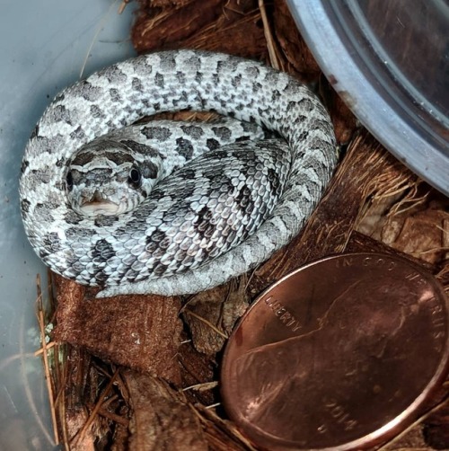 Penny hog #westernhognose #hognose #hognosesnake #reptiles #snakes #pets