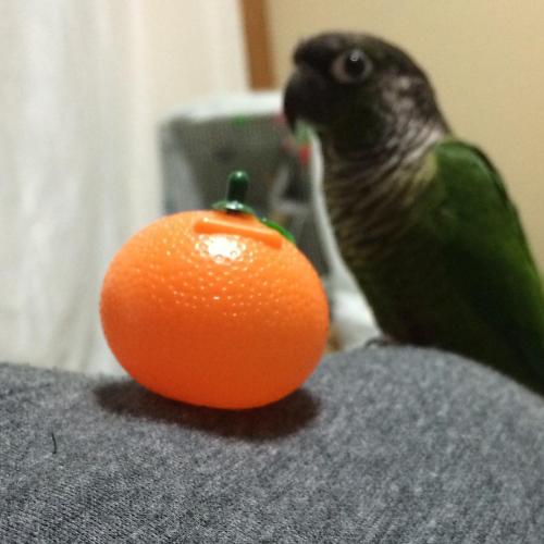 今日のゆず Today’s Yuzu “I am Yuzu! I hate mandarin oranges!” ☆Yuzu = Citron#conure #mybird