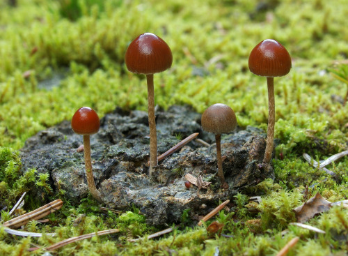Little brown mushrooms. These ones are Deconica coprophila which grows exclusively on dung.