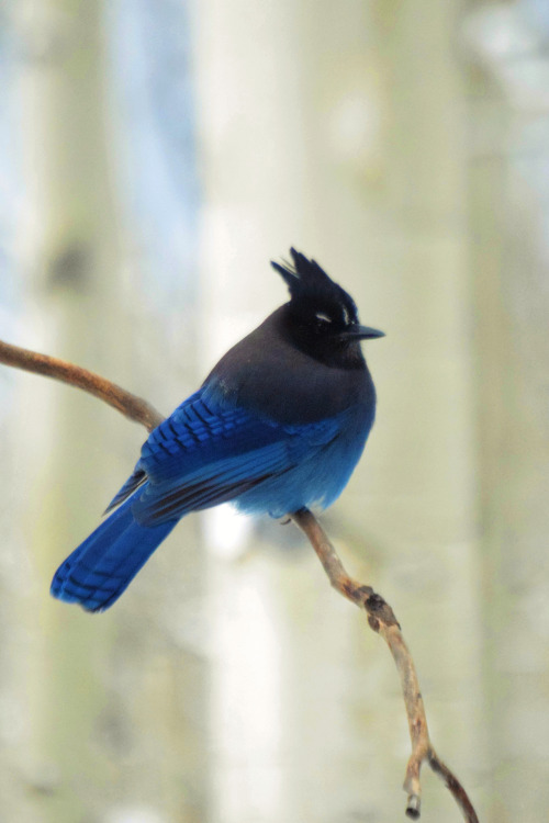 Stella. Steller’s jay. Summit County, Colorado. Photos by Amber Maitrejean