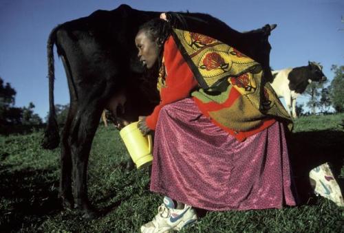 roguetraders: kapsoit, kenya. 1997; athlete tegla loroupe milking the cows