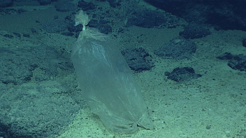  A plastic ice bag, likely blown overboard from a fishing vessel found at a depth of ~3,700 m in Eni