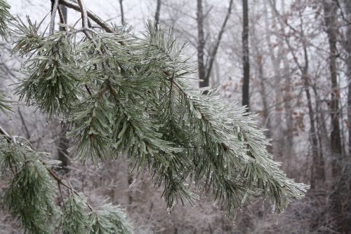 coraruthphotography:  After an ice storm 1/17/17  🌨❄️🍂  Cora Ruth Photography 