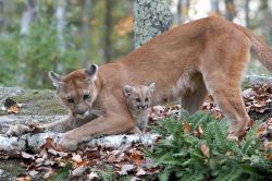 lolcuteanimals:  Puma mother and child. 