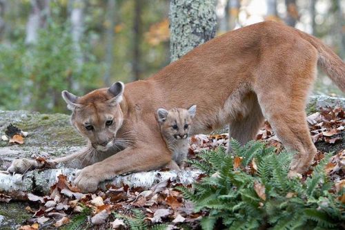 Porn photo lolcuteanimals:  Puma mother and child. 