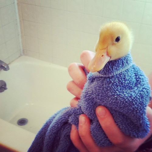 invaderotaku:  kalliat:  how do boys actually dry their ducks after they shower like