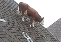 jagosjunk:  odia cuando esas malditas vacas se suben a maullar toda la noche en el techo… 