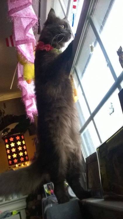 bloodblonde94: Jackson loves looking out my window LOOK AT HIS LITTLE FLOOFY LEGS. 