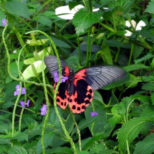 Scarlet Mormon Butterfly.