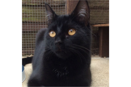 animalcharitiesuk: Cat of the Day Bramble, from Cats Protection, Torquay. Click here for more info o