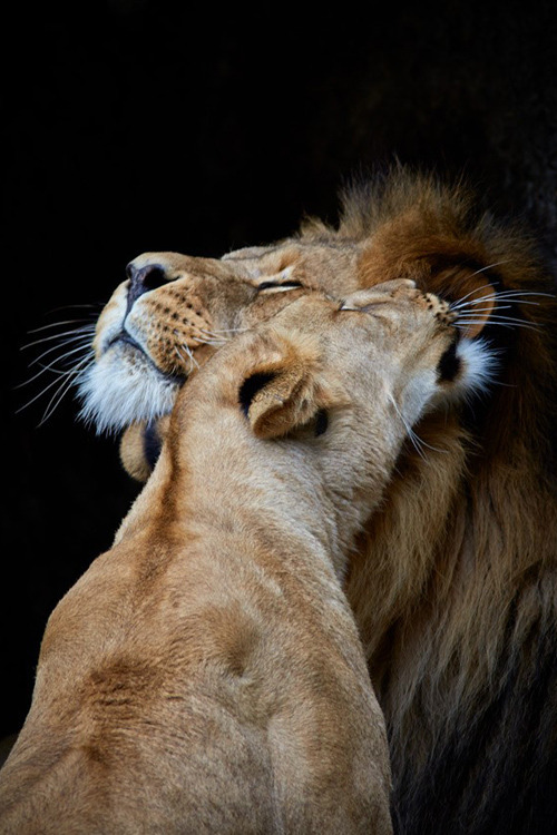 hand-in-hand-heart-to-soul82914:  earthyday:  Love  by Patrick Bakkum   Lioness loving