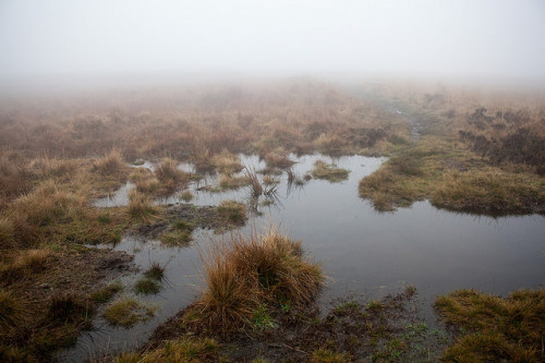 Fog on the Moor by Richard Carter on Flickr.