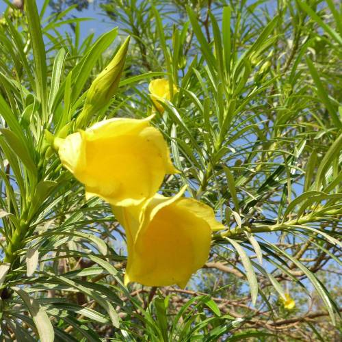 Flora Of Somalia: Cascabela Thevetia