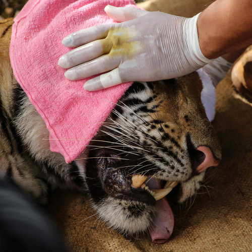 theeconomist - A veterinarian holds the head of a sedated tiger...