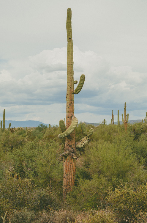 Ahwatukee Foothills(Sept, 2015).