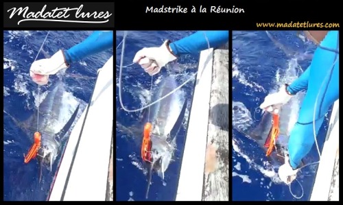 Marlin bleu pris sur Madstrike à la Réunion