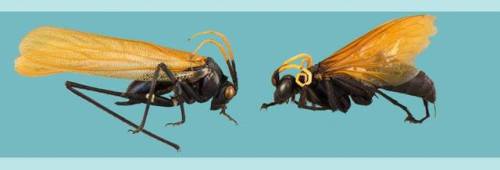 bogleech:A katydid that mimics a wasp!