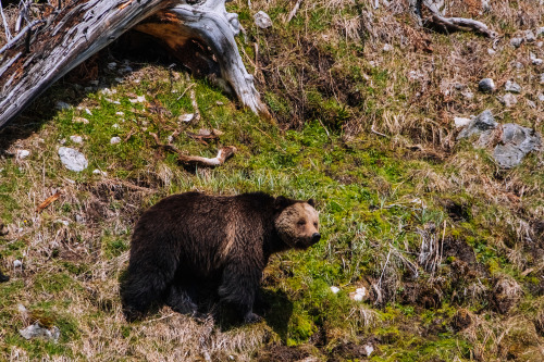 wild-west-wind:Spring means time for baby animals, and if you’re lucky, baby bears!This sow wa