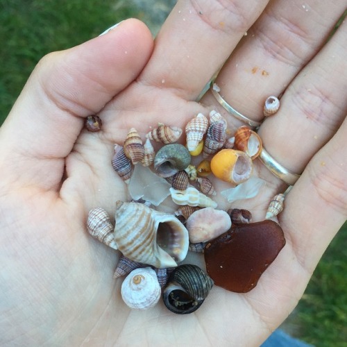 churchnotmadewithhands: so the beach i went to today in manchester-by-the-sea had all these teeny ti