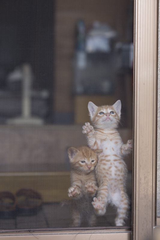 m0r1:  誰が為に（３５） - 猫に逢いに行こう