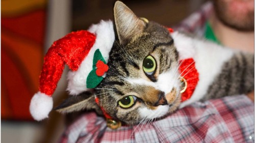 Porn Festive feline photos