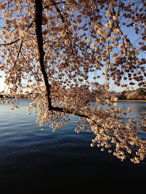 pointandshooter: Tidal Basin at sunrise, Washington, DC photos: David Castenson