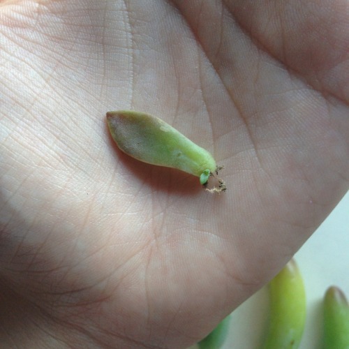 rarings:me // propagating plants