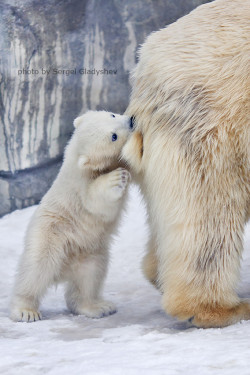 magicalnaturetour:  (via Mammy is always