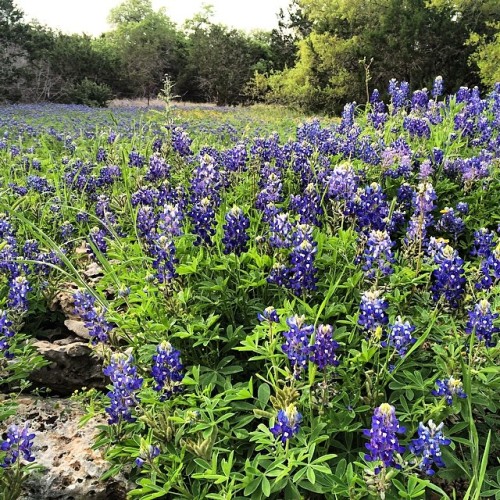 Bluebonnets in the wild #nofilter (at The Wildflower Barn, Driftwood)