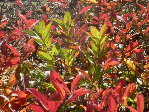 Backlit Muddy Green on Muddy Red .. [2 / 2] Decorative plants by the side of the Mall near the Museu