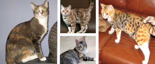 fyanimaldiversity: Varieties of Tortiseshell Cat (Felis silvestris catus) This is a really huge set,