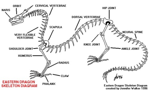 fucktonofanatomyreferences:  A relatively adequate fuck-ton of dragon references. (This contains several types of dragons; this is mainly for inspiration in recognizing the flexibility with creating dragons.)[Note that there are GIFs in this image set;