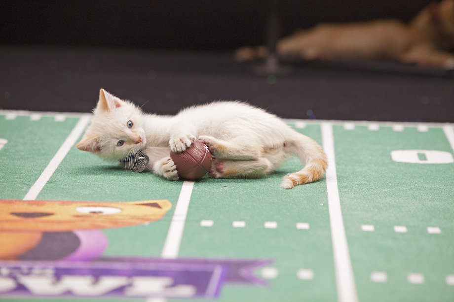 phototoartguy:  Meow: It’s the inaugural Kitten Bowl Marc Lemoine / Crown Media