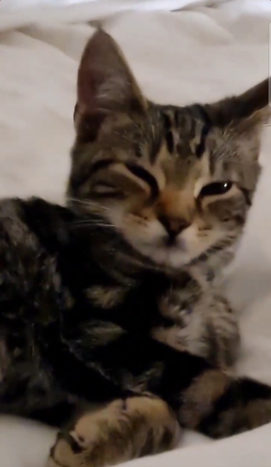 Nini Its Been 2 Months I Rlly Hope Youre Doing Good To Brighten Up Ur Inbox Im Gonna Show U My Cat That