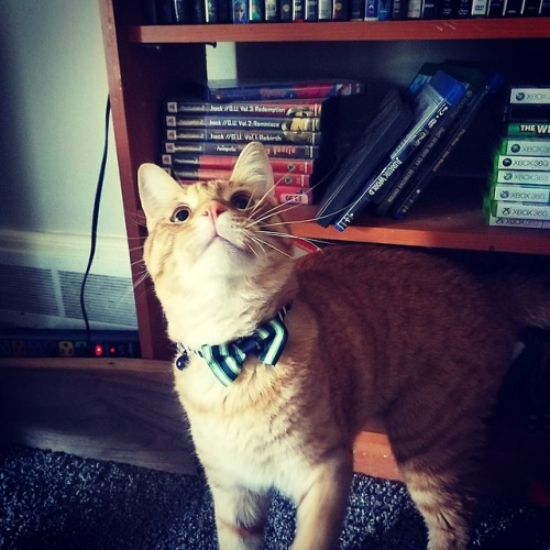 starfaring-princelotor: High quality cats. A blep, a gamer. Choose your fighter carefully. 