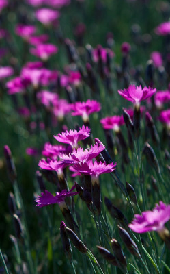 outdoormagic:  Profusion of Pinks &amp; Greens by InsiyaDhatt on Flickr. 