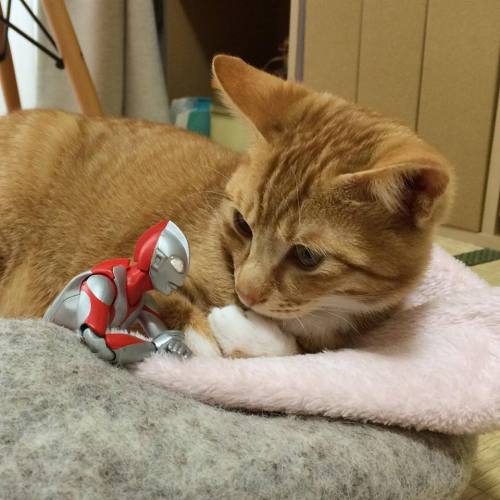 catsbeaversandducks:  When Ultraman isn’t fighting bad guys, he’s also got a softer side, willing to stand guard over some of the littlest, furriest ones on the planet and protect them as they grow up. Photos by 紙魚丸 - via Love Meow   omg!