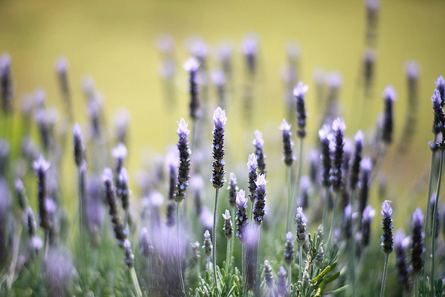 valscrapbook:  lavender by ditao on Flickr.