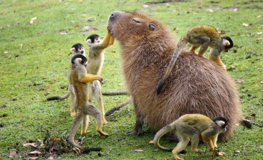 screambirdscreaming:  cantavier:  gaylor-moon:  lizardsister:  33v0:  33v0:  what is it about capybaras that attracts groups of small animals to them? Its not just mammals either its like birds and turtles and frogs too   look at this shit They radiate