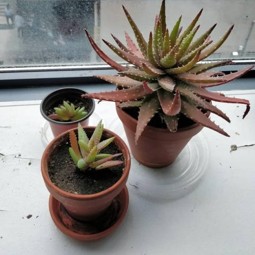 Plants: Aloe x nobilis (mother and repotted pups) - Although I enjoyed the pink/orange blush, I expe