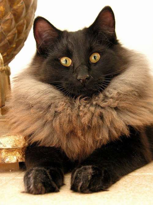 Some cats are just born with a fabulous natural scarf. We must deal with it.   Photo via Catmoji