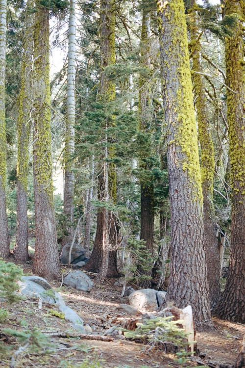 After years of never hiking off Highway 80 in the northern part of Lake Tahoe, I finally made the tr