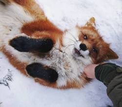 everythingfox:  “Excuse me sir, why is your hand on me? I have rights and I will call my lawyer”Woody the Fox