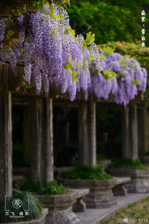 fuckyeahchinesegarden:wisteria blossom in chinese garden by 小飞718